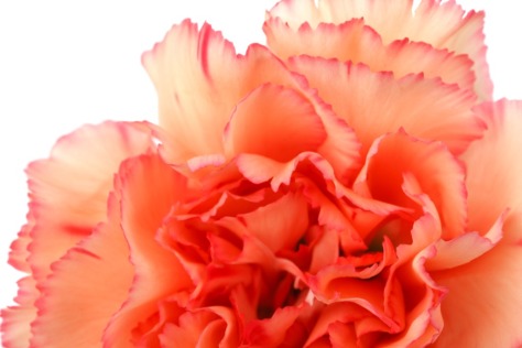 Carnation-flower